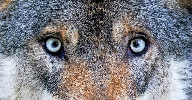 Den Wolf im Blick hat eine Diskussion im Thurnerwirtshaus.   | Foto: Dpa