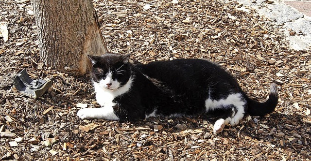 Der  verstorbene Stadtkater Felix  war...d in der Stadt jedoch nicht gewnscht.  | Foto: Claudia Renk