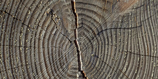 Geteilt wie das Holz sind auch die  An...Forstorganisation weitergehen knnte.   | Foto: Daniel Fleig