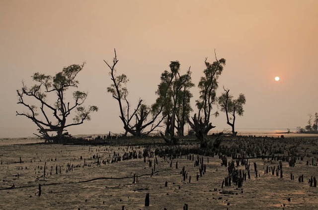 Bizarre Landschaft: die Sundarbans. Sp... Filmer  Tanjilur Rahman (rechts oben)  | Foto: waldorf27 (stock.adobe.com)