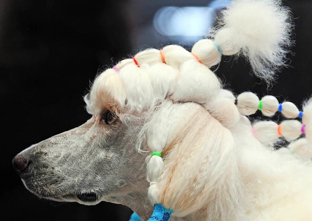 Fiffi, du hast die Haare schn!  | Foto: dpa