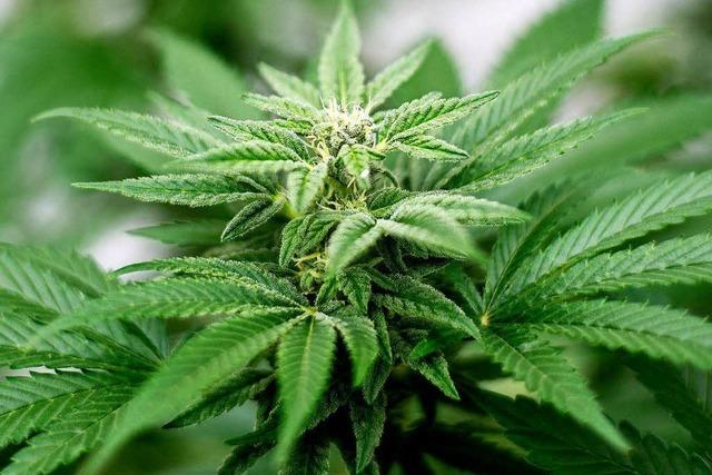 Zuchtanlage für Cannabispflanzen beschlagnahmt