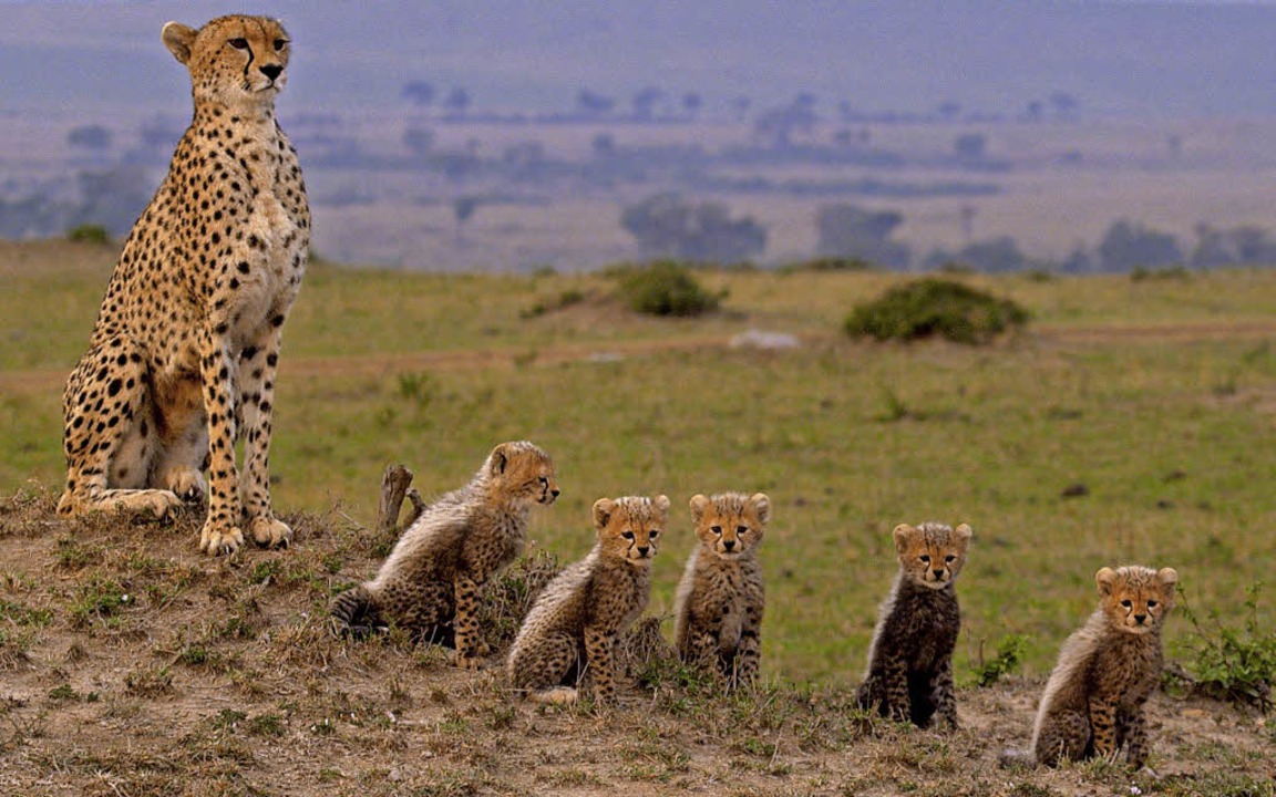 Matto Barfuß am 12. November im Friedrichsbau Freiburg Badische Zeitung
