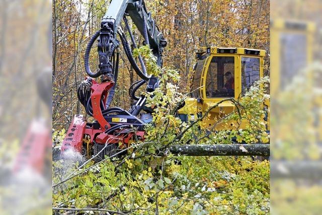 Der Wald wchst gleich wieder nach