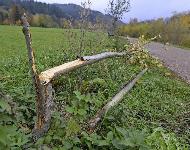 Sechs solcher Bume wurden mutwillig zerstrt.   | Foto: Ingo Schneider