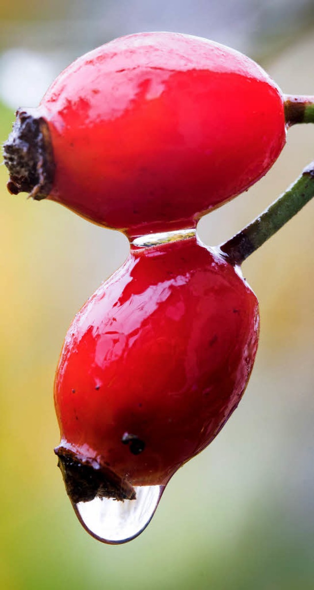 Hagebutten, Hhnersuppe &#8211; ob asi...ur knnen Erkltungssymptome lindern.   | Foto: Fotos: dpa/creative studio(Fotolia)/tja