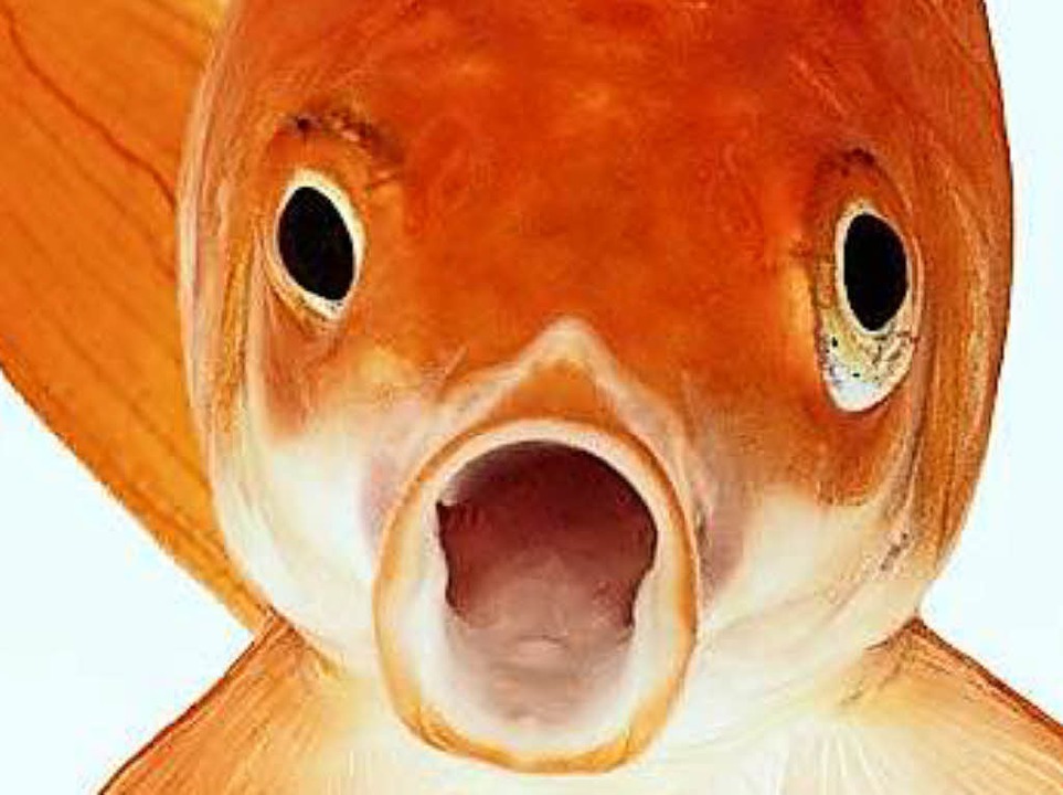 Goldfische sind keinesfalls so dumm, wie manche denken.  | Foto: Fotolia.com/vangert 