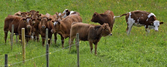 Das Fleisch vom &#8222;Schwarzwald-Bio...l ein wichtiges regionales Erzeugnis.   | Foto: Sebastian Barthmes