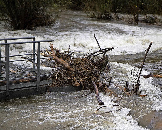 Angeschwemmtes Holz in Niederwinden.  | Foto: Daniel Fleig