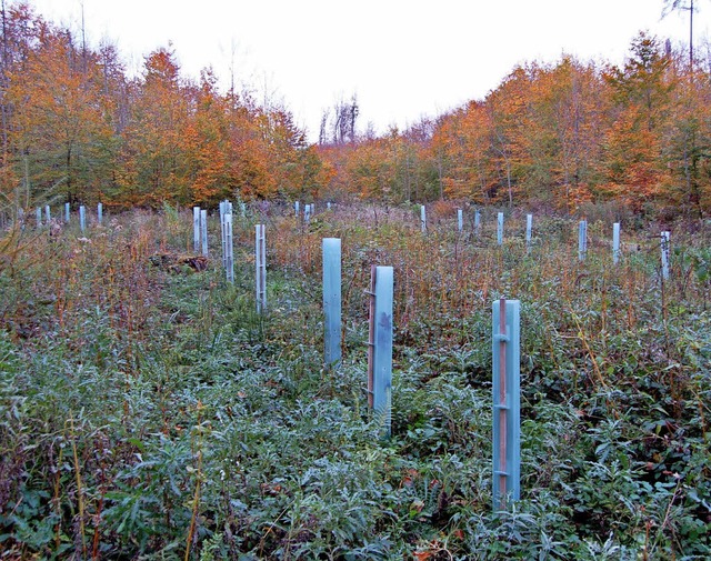 Sieben Hektar Wald mssen gesichert werden.   | Foto: Heinz Vollmar
