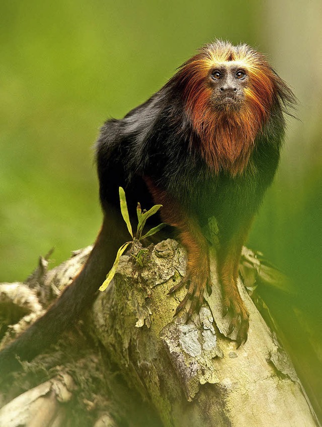 Das Goldkopflwenffchen ist einer der...n Erde-Wldchens&#8220; in Brasilien.   | Foto: Markus Mauthe