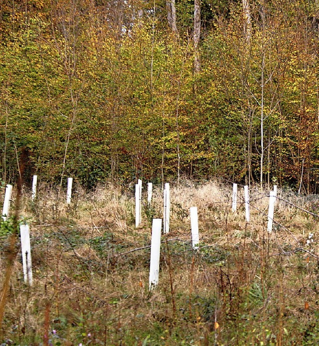 Eichen sollen im Auenwald die Eschen e...to) sind sie bereits gepflanzt worden.  | Foto: HORST DAVID