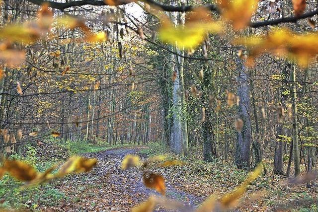 Positive Bilanz im Wald