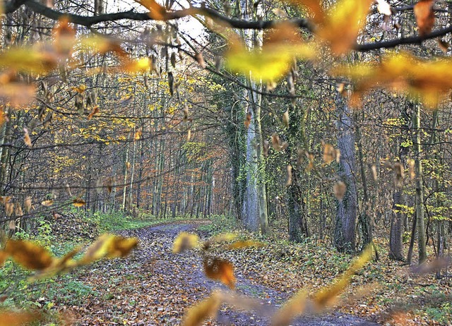 Der Forchheimer Gemeindewald verzeichn...eht eine neue Zehn-Jahres-Planung an.   | Foto: Martin Wendel