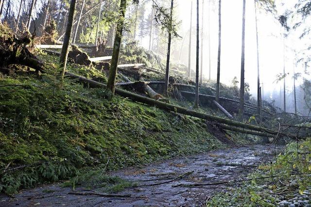 Windhose schlgt Schneise im Wald