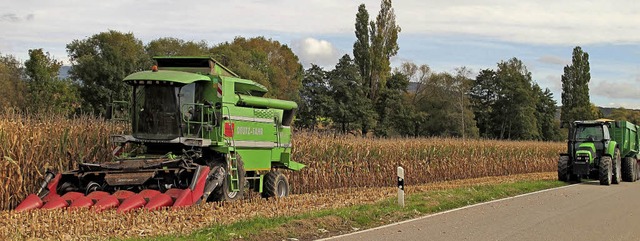 Der Mais enwickelte sich auf lehmigen ...gen Trockenphase im Sommer anders aus.  | Foto: Jutta Schtz