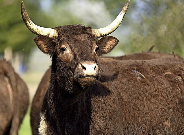 Das Fleisch der Salers-Rinder auf den &#8222;Wilden Weiden&#8220;   ist begehrt.  | Foto: Thomas Kaiser