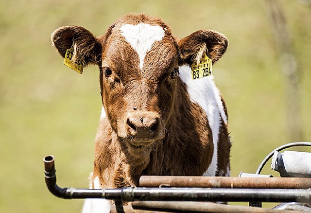 Auf dem Pfad dreht es sich um die Kuh.  | Foto: Janz