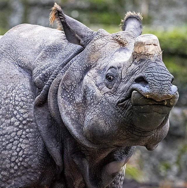 Nashorn-Kuh Saar   | Foto: T. Weber