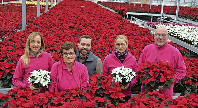 Ein Bad im Weihnachtssternmeer nimmt das Team rund um Adrian Keller (Mitte).   | Foto: anfe