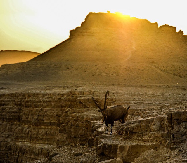 Mount Carmel, Israel  | Foto: Sophia Hesser