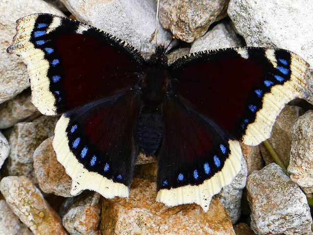 Die Lebensrume fr Insekten, wie dies...auermantel,  sind laut BUND gefhrdet.  | Foto: Andre Grabs 