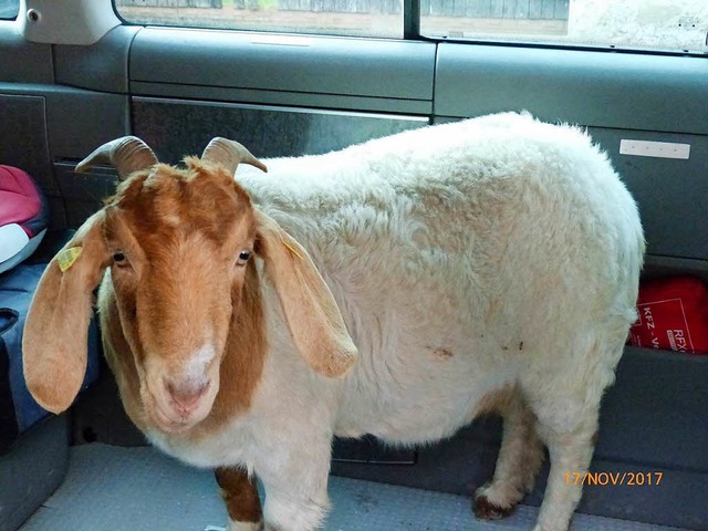 Ein tierlieber VW-Busfahrer hat die trchtige Ziege in Sicherheit gebracht.  | Foto: Polizei