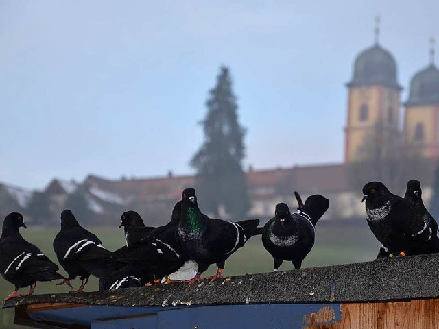 Die Startauben haben ihren Namen von d...; wegen der Zeichnung auf ihrer Brust.  | Foto: Alexandra Wehrle