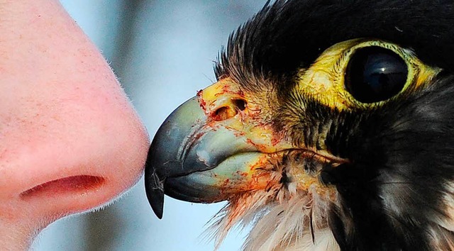 Eskimokuss der speziellen Art: Eine Falknerin begrt ihren Vogel.  | Foto: Julian Stratenschulte