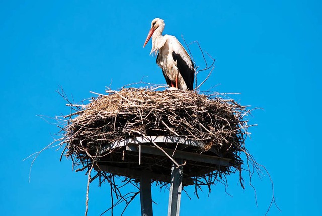 Ein Storch in seinem Nest.  | Foto: Robert Neumann/fotolia.com