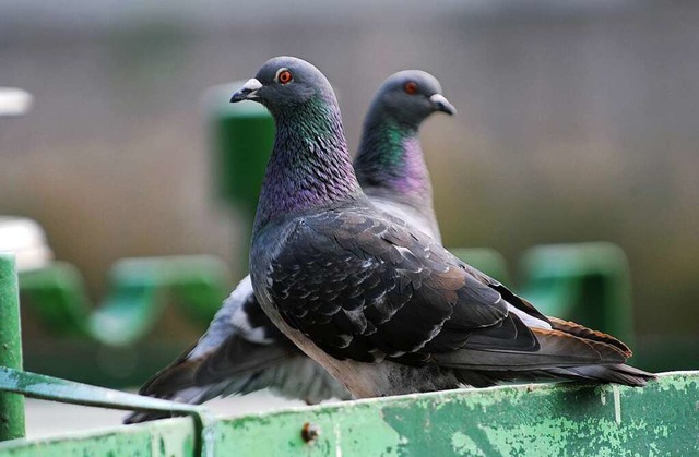 Tauben empfinden viele Menschen als Plage.  | Foto: dpa