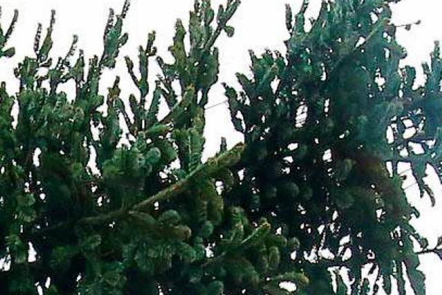 Polizei stoppt Transport von übergroßem Christbaum