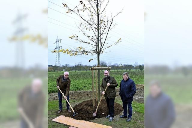 Lindenbaum am Dorfeingang