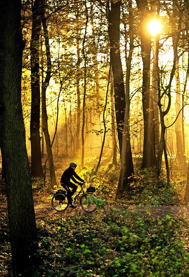 Schimmert golden: Waldbesitzer knnen ...0; lassen, denn die Preise sind hoch.   | Foto: dpa