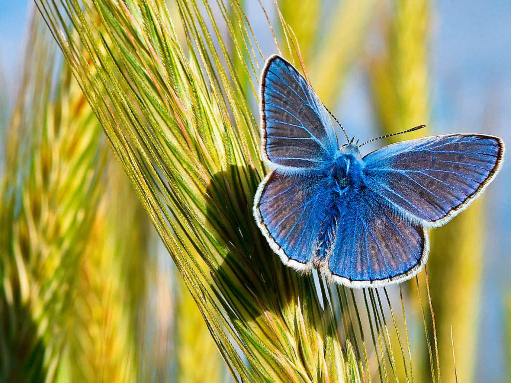 Schmetterlinge lieben Feld- und Weg- und Straenraine mit vielen blhenden Wildpflanzen. Als nektarsaugende Insekten stehe Schmetterlinge fr ein hohes Bltenangebot ohne Pestizide. Geht es ihnen gut, profitieren auch viele andere Insekten.