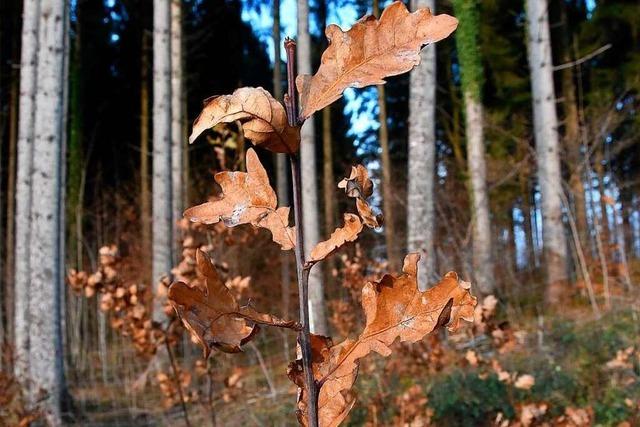 Schwrstadt: Forst leidet am Klimawandel