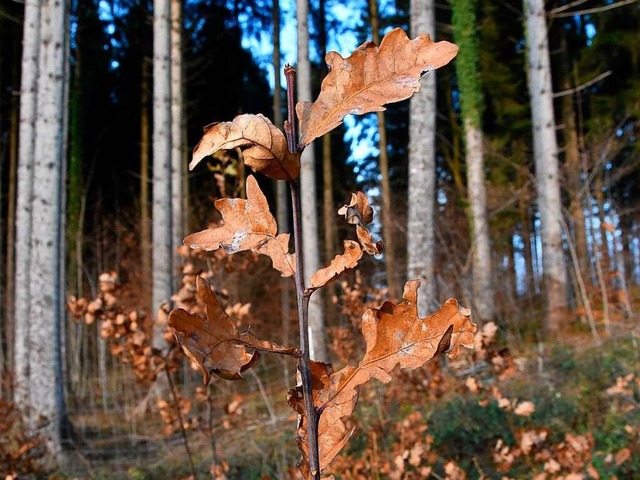 Stieleichen wurden im Schwrstdter Forst gepflanzt  | Foto: Heinz u. Monika Vollmar