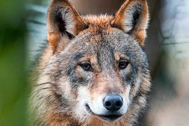 Schfer und Landwirte wehren sich gegen Wolfsrckkehr