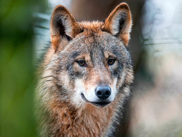 Der Wolf polarisiert im Hochschwarzwald  | Foto: dpa