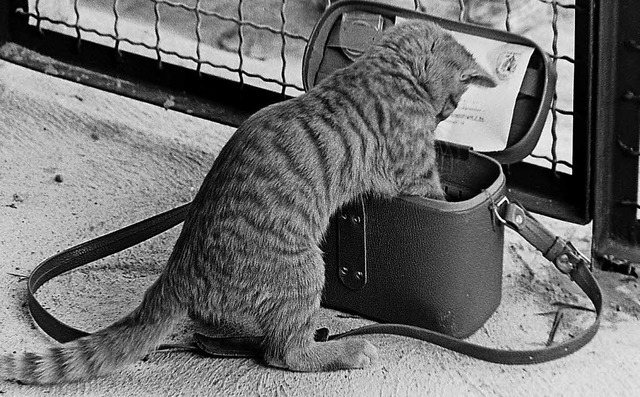 Die Katzen im Tierschutzheim umschnurr...ion der Fototasche des BZ-Fotografen.   | Foto: Armin E. Mller