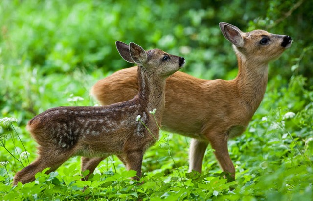 Sind Bambi &amp; Co. bedroht? Die Todtnauer SPD-Fraktion frchtet das.  | Foto: dpa