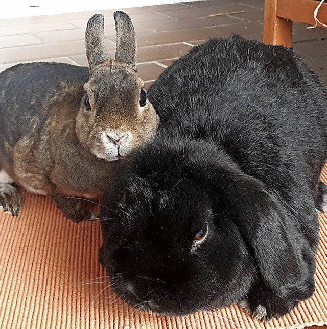 Murmel und Blacky   | Foto: Privat