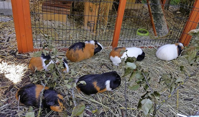 Eine ganze Meerschweinchenherde haust bei Lukas Ehret zu Hause.   | Foto: Privat