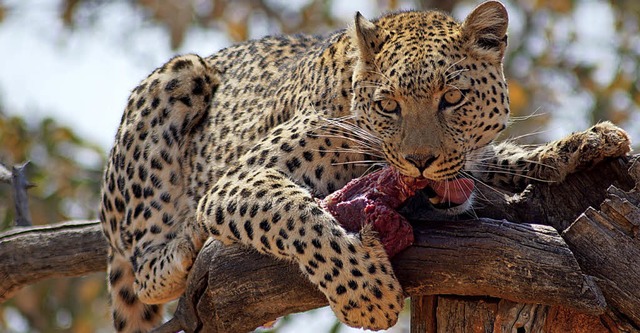 Ein Leopard frisst ein Stck Fleisch.   | Foto: Wirth