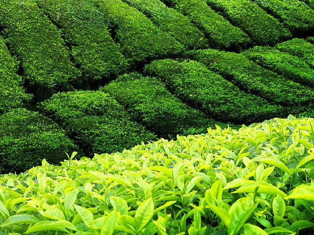 Der Anfang aller Aufgsse: Teeplantage in Malaysia  | Foto: Iakov Kalinin