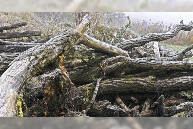 Im toten Holz steckt Leben