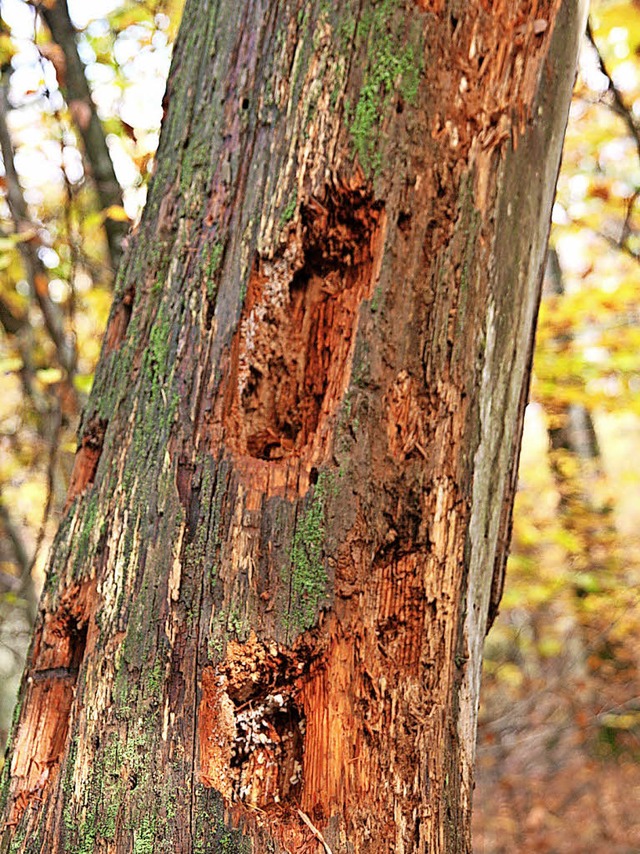 Ein morscher  Baumstamm im Wald wird gleich von Vgeln und Insekten erobert.  | Foto: Marlies Jung-Knoblich