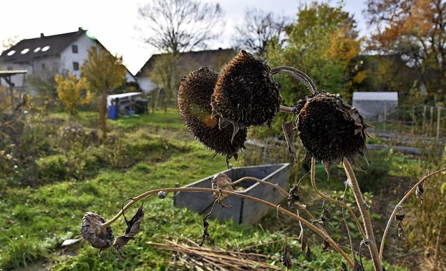 Die Gemeinde Gundelfingen will das Gar...den Grtnern sollen  gekndigt werden.  | Foto: Max Schuler