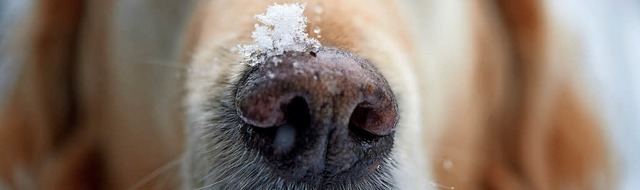 Eine feine Nase &#8211; nicht nur im Schnee &#8211; haben Rettungshunde.   | Foto: Dpa