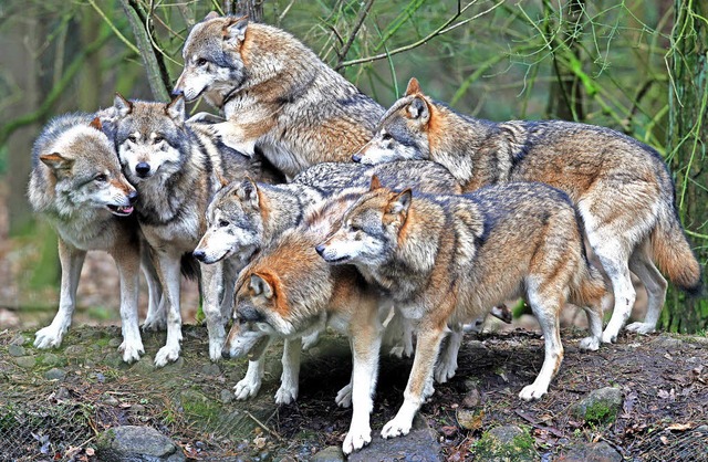 Auch die Rckkehr des Wolfs in den Schwarzwald ist Thema der Ausstellung.   | Foto: Bernd Wstneck (dpa)